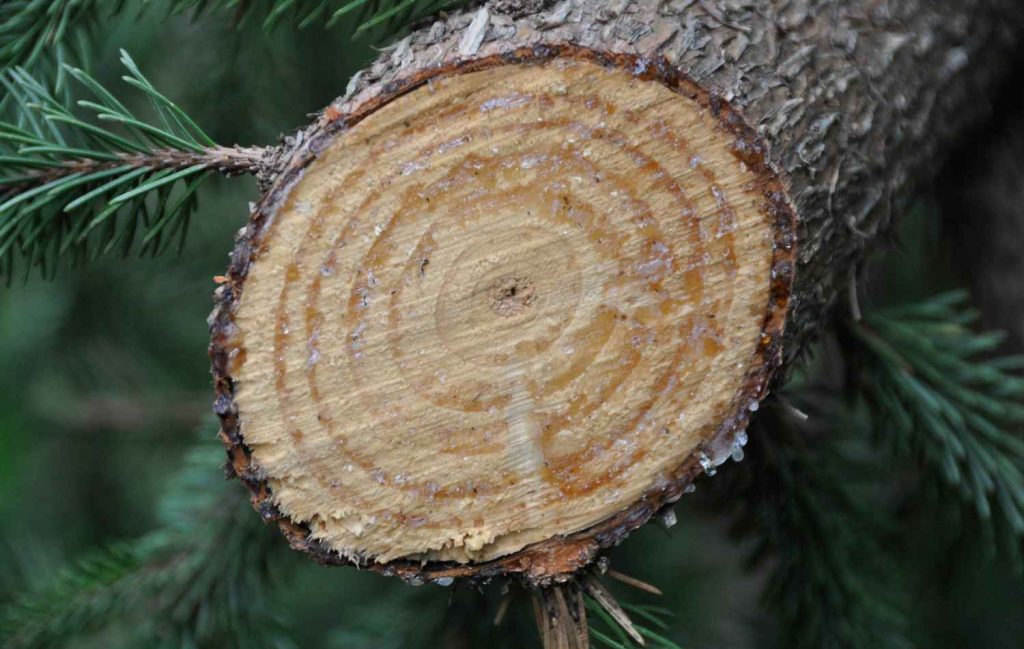 Pine Tree