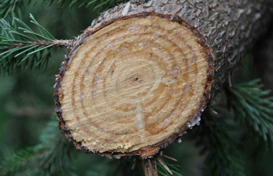 Pine Tree2